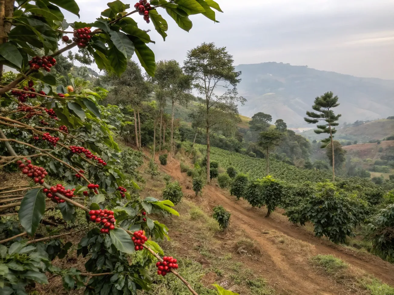 🍓 Sidamo (Guji, Bensa)