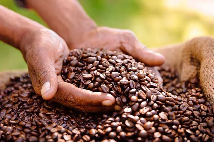 Бразильские обжаренные зёрна в руках фермера — сырьё для домашнего cafezinho