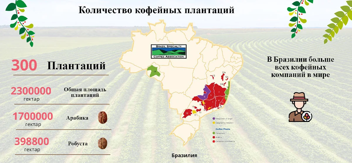 Количество кофейных плантаций Бразилии — 300 плантаций, 2 300 000 га, 1.7 млн га арабики, 398.8 тыс. га робусты