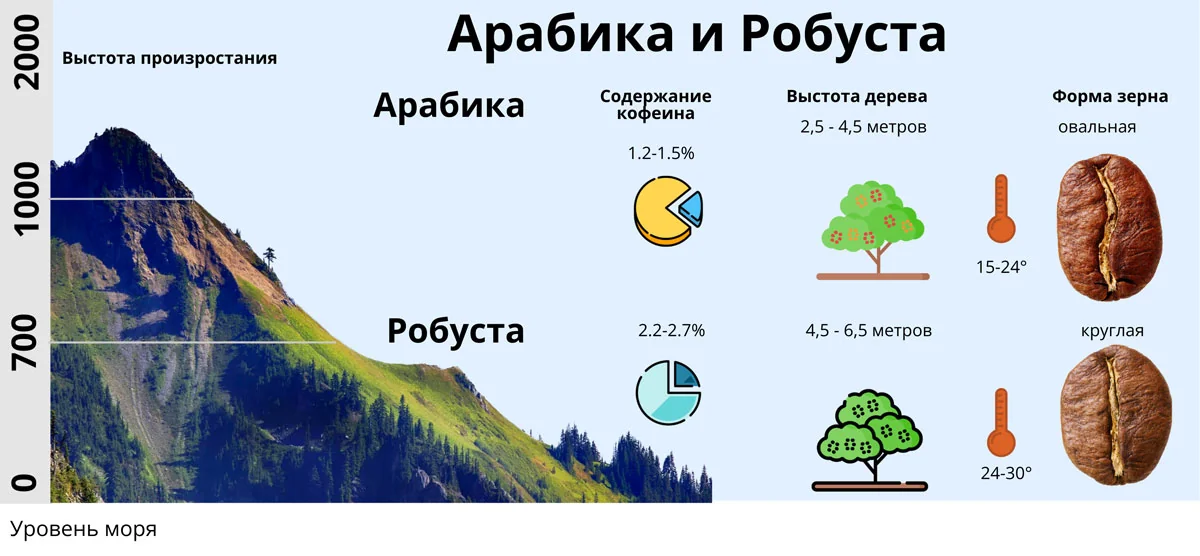 Сравнение арабики и робусты в индийском кофе — высоты, температура, форма зерна