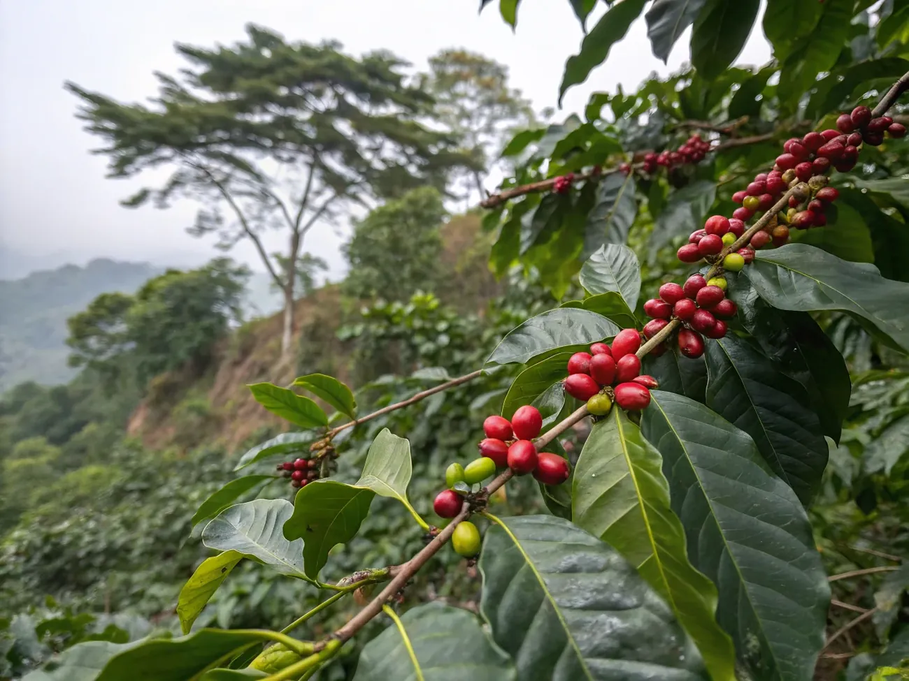 Индийская арабика крупным планом — куст Coffea arabica с гроздьями красных ягод на плантации в Карнатаке
