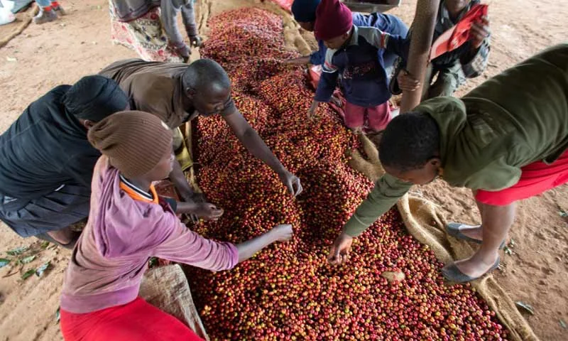 Экспорт кенийского кофе — Nairobi Coffee Exchange и международная торговля
