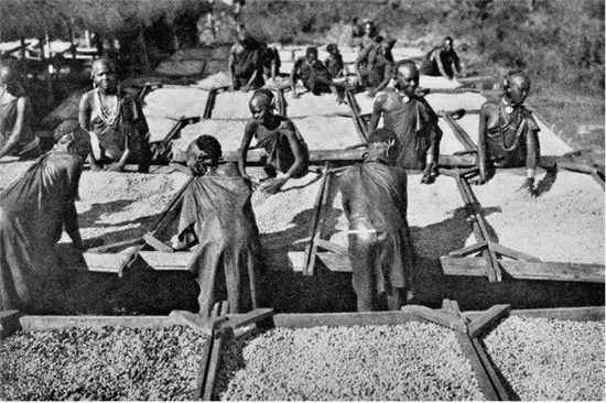 Историческое фото кенийской кофейной плантации 1920-х годов