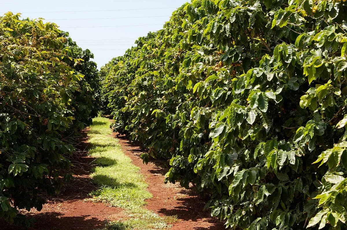 Виды кофе — Coffea Arabica, Robusta, Liberica, Excelsa