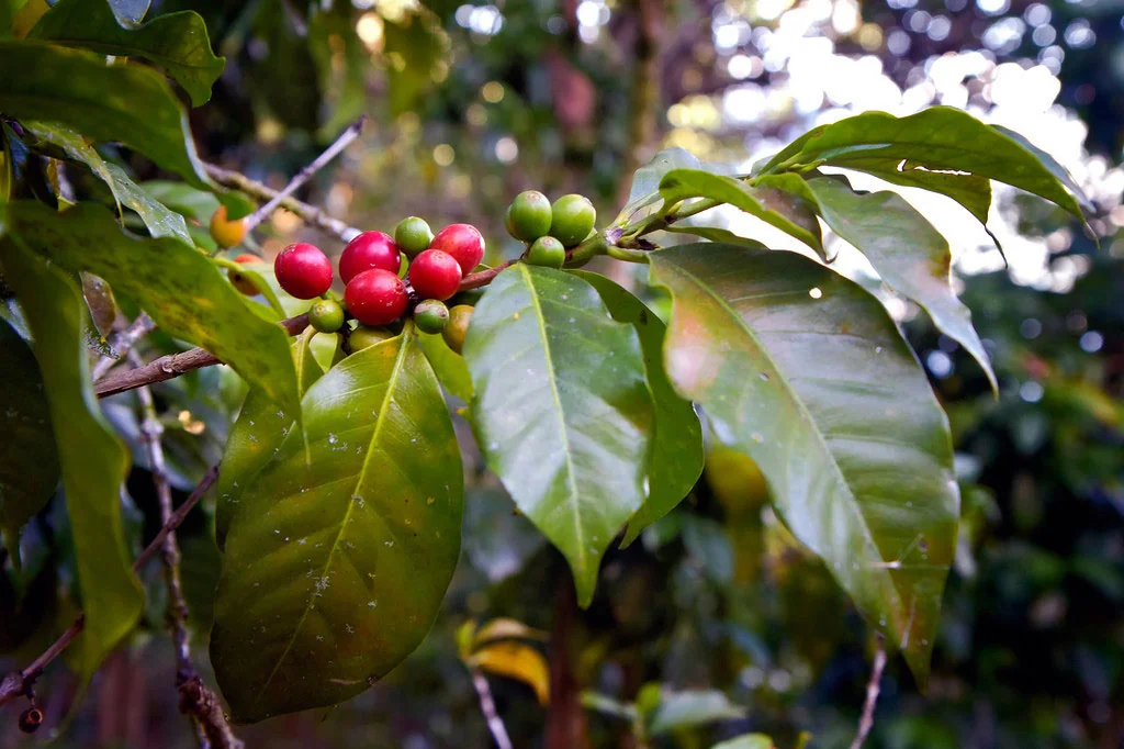 Арабика Coffea Arabica — зёрна и куст
