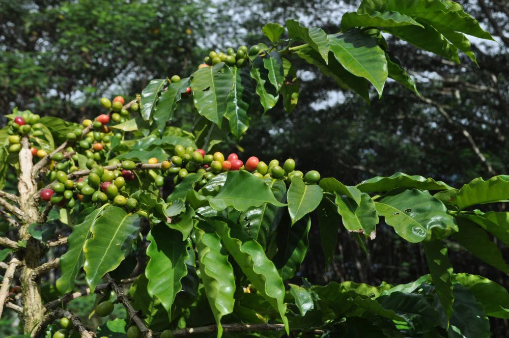 Coffea Canephora — робуста, родина — Западная Африка
