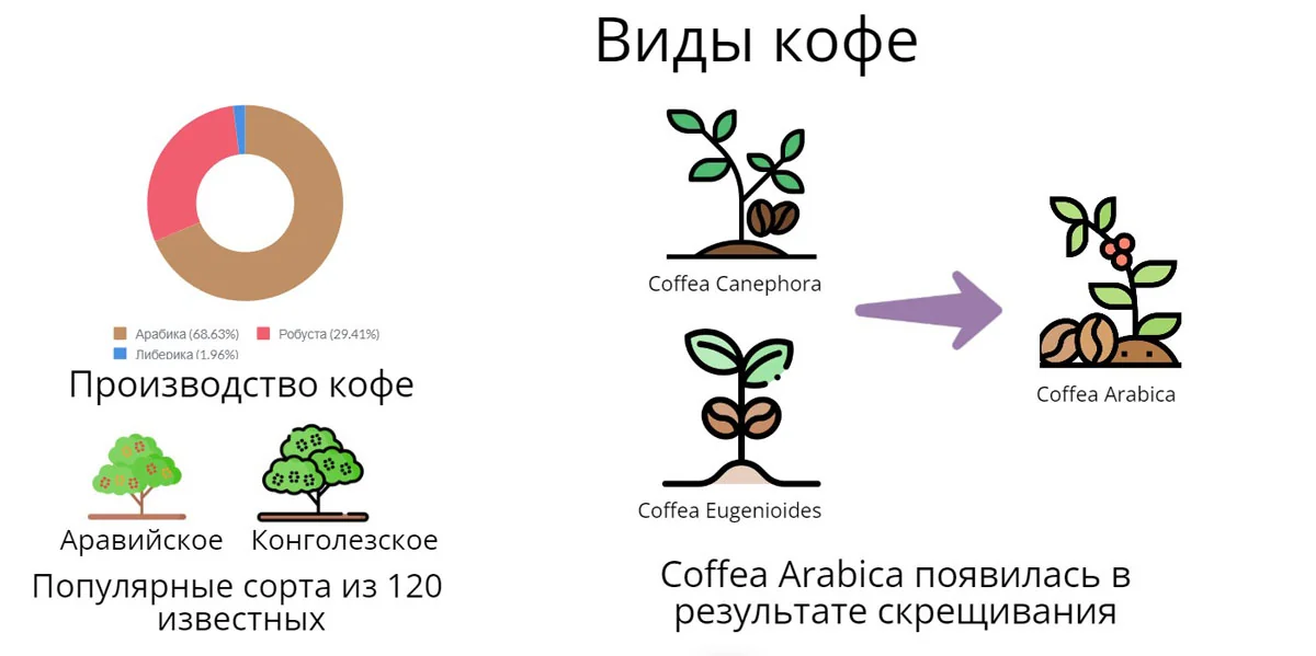 Сравнение видов кофе Арабика и Робуста — зёрна, листья, форма ягод