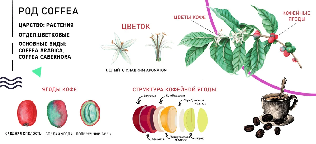 Листья и цветки кофейного дерева — звёздчатые молочно-белые соцветия