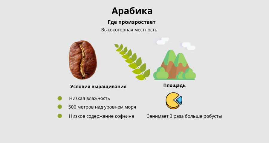 Арабика на высоте 500-2000 метров — высокогорная плантация