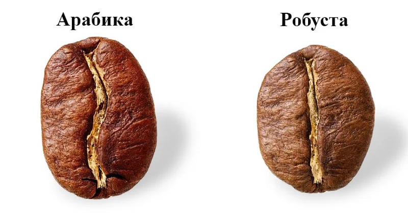 Сравнение арабики и робусты — условия выращивания, вкус, кофеин