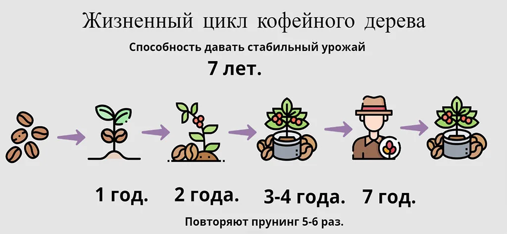 Жизненный цикл кофейного дерева — от саженца до прунинга