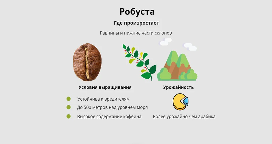 Робуста на равнинах до 500 метров — низкогорная плантация